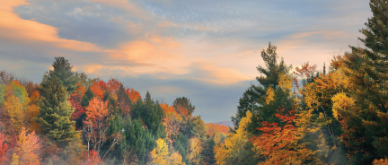 Inview Nov 2020
